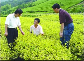 石门县地处湘西北边陲,茶叶是全县的农业支柱产业。据该县茶叶办主任马进福介绍,近两年石门的标准化茶园建设成果显着,增产5%左右,增值25%左右,亩平鲜叶收入达到6620元,最高达到每亩8500多元。
