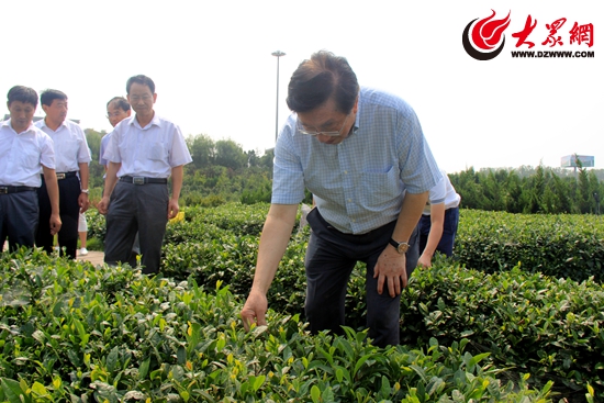 2陈宗懋院士考察日照茶园绿色防控情况 2陈宗懋院士考察日照茶园绿色防控情况
