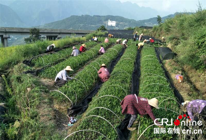 湖北巴东:茶叶飘香 茶企扬名 茶农脱贫