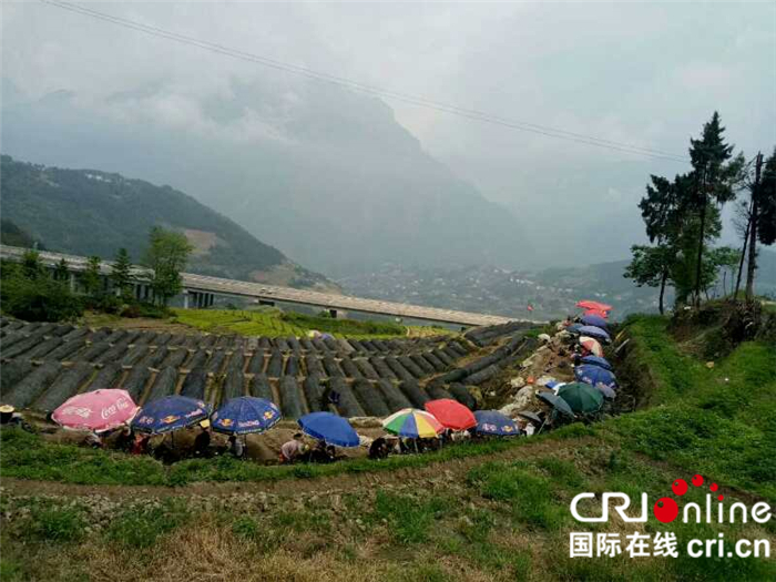 湖北巴东:茶叶飘香 茶企扬名 茶农脱贫