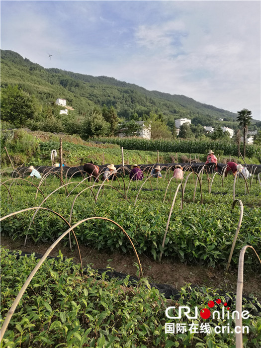 湖北巴东:茶叶飘香 茶企扬名 茶农脱贫