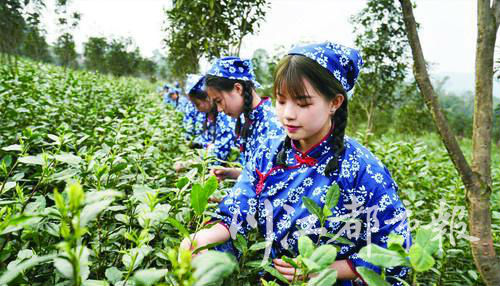 宜宾早茶采摘