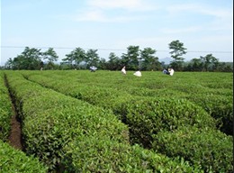 在推动新一轮的茶产业发展中,我市实施两步走发展战略,并将加大政府财政投入力度,除了常规的项目投向茶产业外,今年起市政府每年将投入1000万元财政资金,扶持茶产业发展。