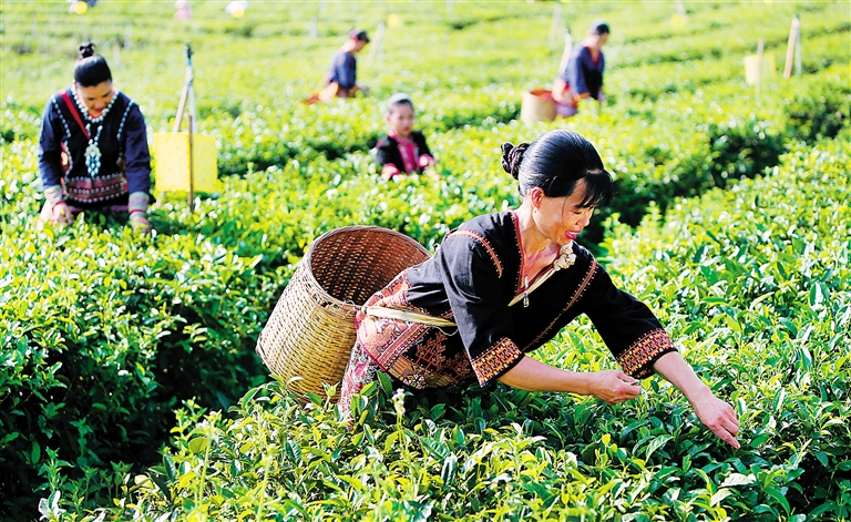 白沙五里路茶场 白沙五里路茶场
