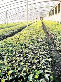 点击查看大图 大棚茶即将上市 想尝鲜得预订