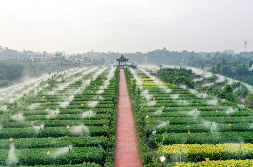 翠屏区金秋湖镇茶园里,茶叶节水雾灌系统。王宇供图